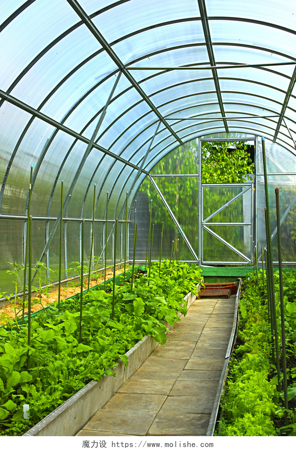 温室大棚种植蔬菜在温室蔬菜